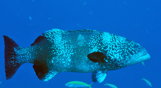 Los peces grandes están desapareciendo
