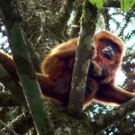 La fiebre amarilla podría extinguir a los monos carayá rojo de Argentina.