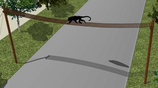 Construirán puentes pasafauna para proteger a las poblaciones de monos, en Argentina.