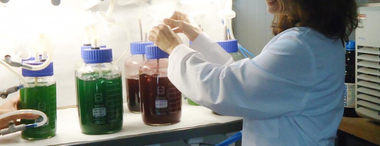 Producir biodésel desecando microalgas.