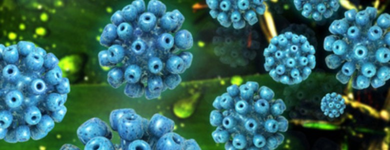 Una nueva combinación de fármacos orales es eficaz contra la hepatitis C