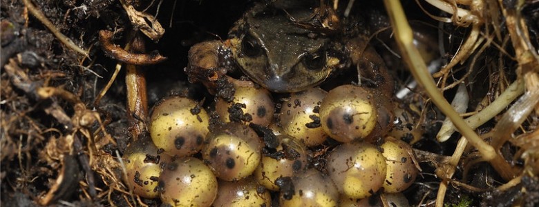 Una nueva especie de rana andina recién descubierta ya podría estar amenazada