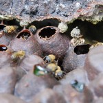 Diseñan colmenas para evitar que la miel se contamine