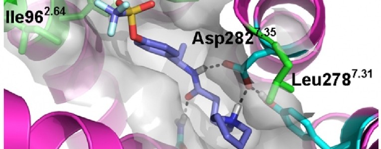 Un nuevo compuesto disminuye hasta un 80% el dolor inflamatorio Un nuevo compuesto disminuye hasta un 80% el dolor inflamatorio