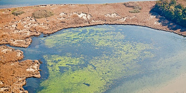 Las zonas muertas se expanden con el calentamiento de las aguas costeras