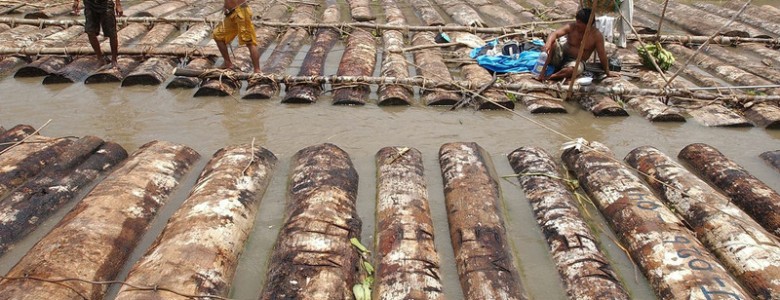 América Latina lidera la lucha contra la deforestación