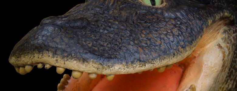 Cocodrilo de 13 millones de años y hallado en la Amazonia peruana- Aldo Benites-Palomino.jpg