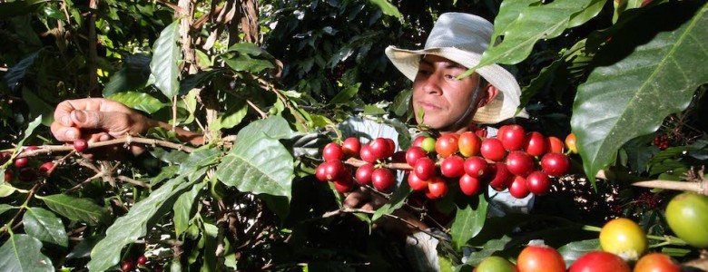 Cosecha del café