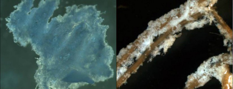 Descubierto un nuevo biopolímero parecido a la celulosa