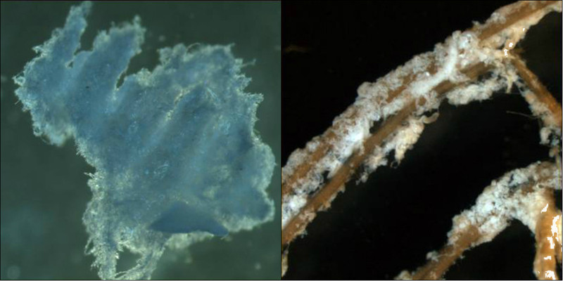Descubierto un nuevo biopolímero parecido a la celulosa