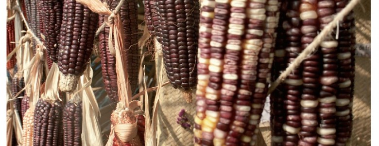 El Jarocho Cuántico 47