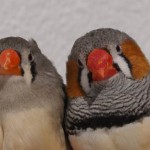 El atractivo sexual podría estar detrás de una molécula