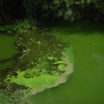 La actividad humana provoca el crecimiento de algas nocivas en los lagos