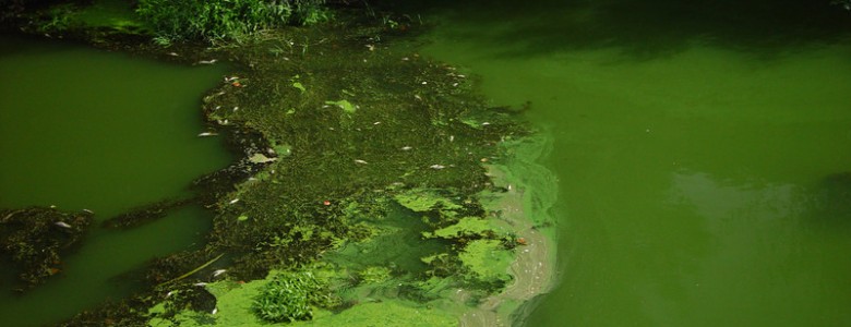 La actividad humana provoca el crecimiento de algas nocivas en los lagos