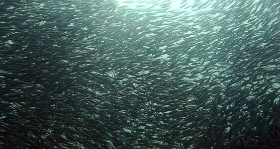 Las sardinas se mudan al norte por el calentamiento de los océanos