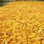 Nanotecnología en siembra de maíz
