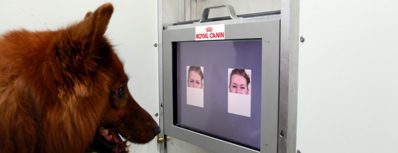 Los perros distinguen si estás contento o enfadado