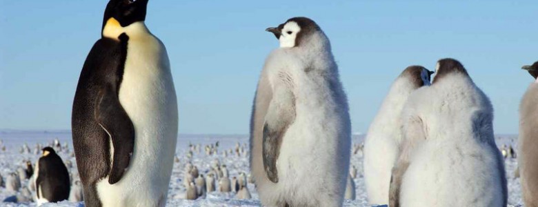 Los pingüinos han perdido sentido del gusto por vivir a temperaturas extremas