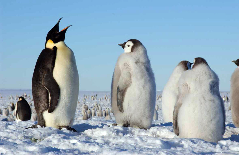 Los pingüinos han perdido sentido del gusto por vivir a temperaturas extremas