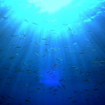 Descubren procesos de circulación de aguas oceánicas favorables a la pesca