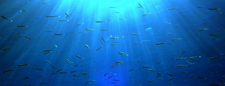Peces en altamar