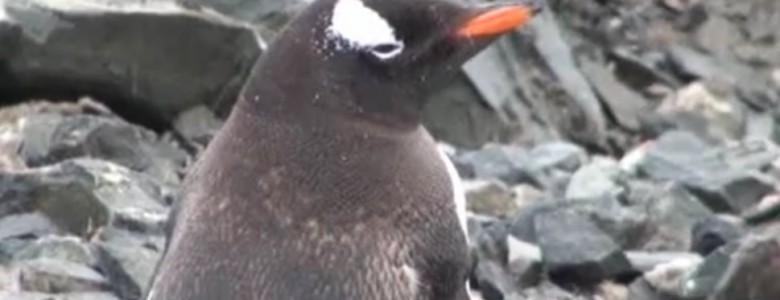 Pinguino de La Antártida- EFE
