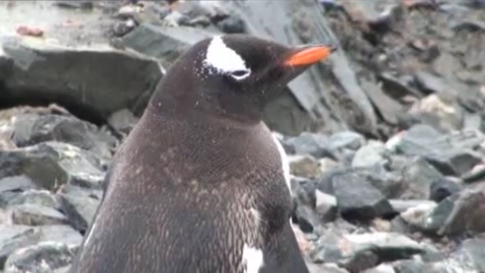 Pinguino de La Antártida- EFE