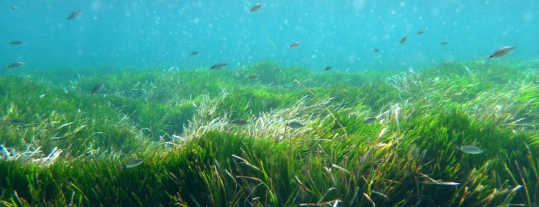 Pradera de Posidonia oceanica- Rachel Suaaman