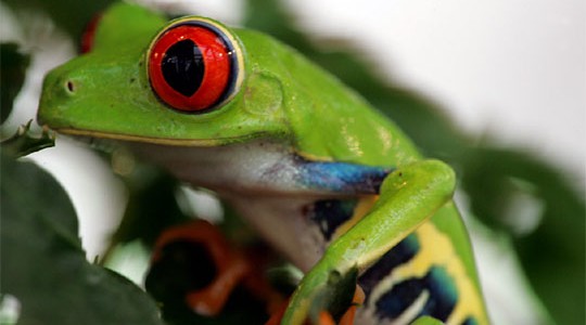 Lagartija de día… rana de noche: Sábados en la Ciencia