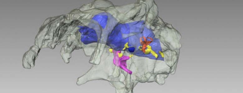 Un vistazo al cerebro de un dinosaurio mediante tecnología 3D