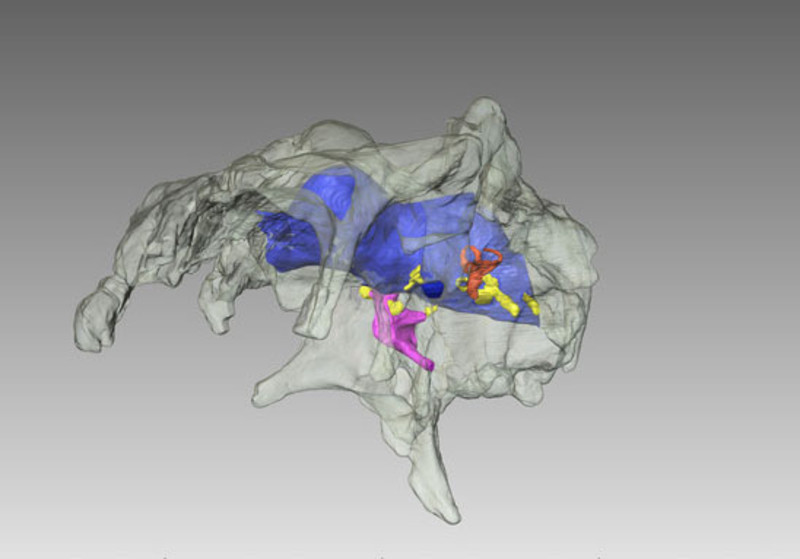 Un vistazo al cerebro de un dinosaurio mediante tecnología 3D