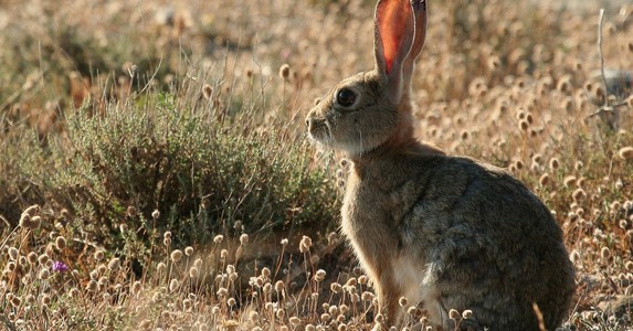 Una nueva variante de la enfermedad hemorrágica de los conejos hace peligrar al lince.