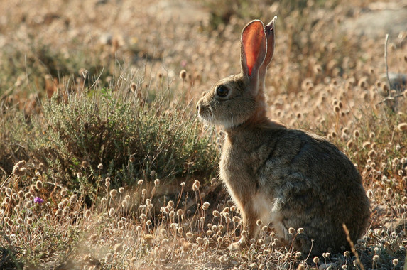 Una nueva variante de la enfermedad hemorrágica de los conejos hace peligrar al lince.