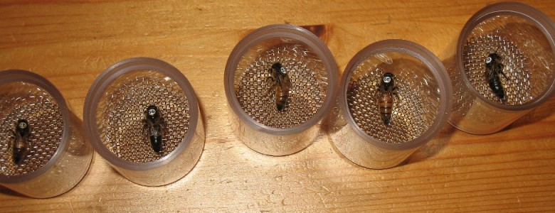 Vía método genético, logran en centro mexicano reproducir miles de abejas reina