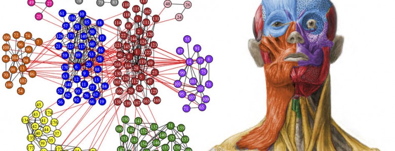 Investigadores de la Universitat de València caracterizan por primera vez la estructura modular anatómica de la cabeza humana