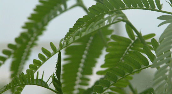 Estudian simbiósis entre plantas y bacterias para crear fertilizantes. Estudian simbiósis entre plantas y bacterias para crear fertilizantes.