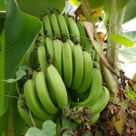 La fibra de plátano mejora las propiedades del cemento