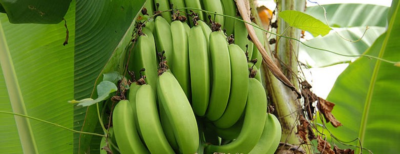 La fibra de plátano mejora las propiedades del cemento