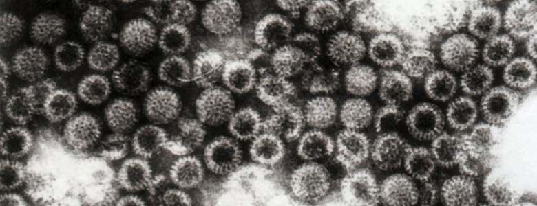 Desarrollan una vacuna recombinante contra el rotavirus bovino