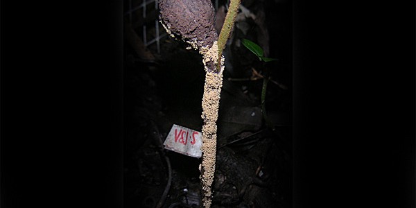 Los patógenos en los bosques limitan la distribución de especies y aumentan la biodiversidad