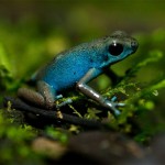 ¿Qué pasa en los depredadores que comen ranas tóxicas?
