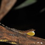 Vinculan al fenómeno de El Niño con el declive de una lagartija tropical