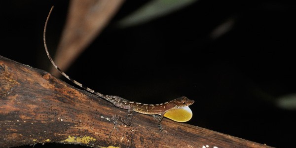 Vinculan al fenómeno de El Niño con el declive de una lagartija tropical