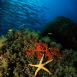 Conservar y aprovechar los recursos del mar profundo, con ciencia básica