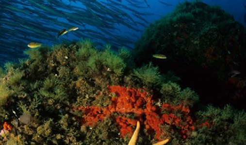 Bentos, flora o fauna asociada al sustrato marino- regmurcia.com
