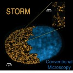La microscopía de super-resolución, Nobel de química en 2014 revela el vínculo entre el empaquetado del genoma y pluripotencia celular