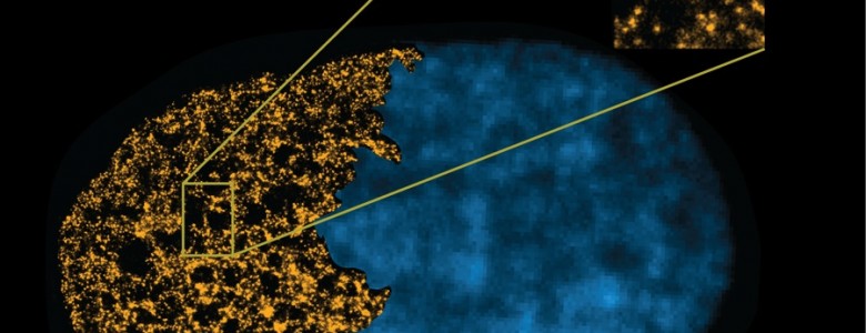 La microscopía de super-resolución, Nobel de química en 2014 revela el vínculo entre el empaquetado del genoma y pluripotencia celular
