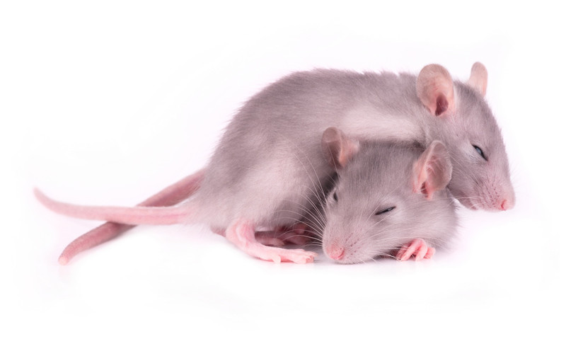 Consiguen modificar recuerdos en ratones dormido