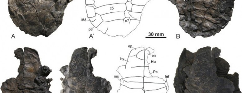 Descubren una nueva especie fósil de tortuga en Teruel, España