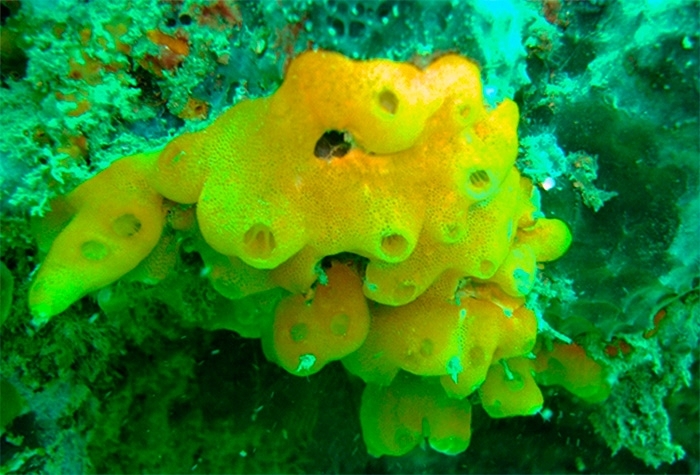 Didemnum aurantium, una especie cuyo nombre hace referencia al color amarillo-anaranjado de la colonia, que tiene entre 1,5 cm y 5 cm de largo (foto: James J. Roper)